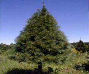 Puzle Jedle - vánoční strom