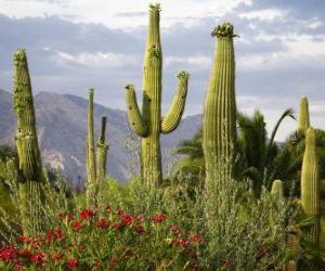Puzle Kaktus Saguaro