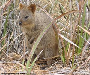 Puzle Klokan quokka