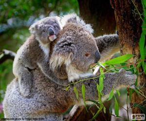 Puzle Koala, lezení na strom