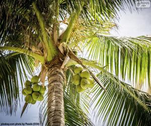 Puzle Kokosovník ořechoplodý