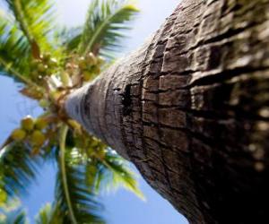 Puzle Kokosová palma