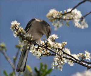 Puzle Kolibřík o přesazování květin
