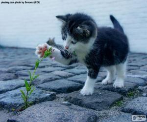 Puzle Kotě a rostlin