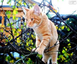 Puzle Kotě na stromě