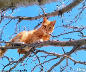 Puzle Kočka na větvi
