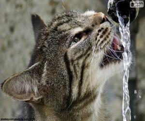 Puzle Kočka nápoje voda