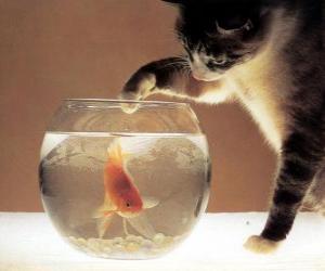 Puzle Kočka sleduje ryba