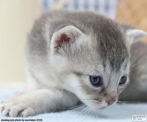 Puzle Kočka šedá modré oči