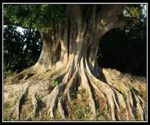 Puzle Kořeny stromů