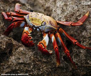 Puzle Krabí Galapagos