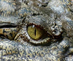 Puzle Krokodýl oko
