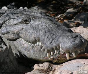 Puzle Krokodýlí hlavou