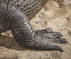Puzle Krokodýlí noha