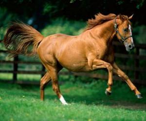 Puzle Krásná kaštanový kůň