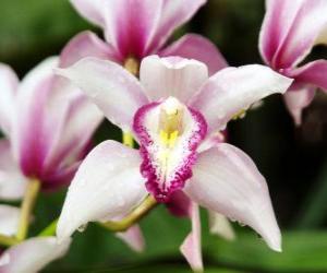 Puzle Krásné květy orchidejí