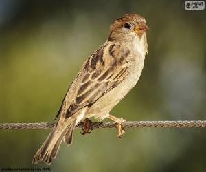 Puzle Krásné Sparrow