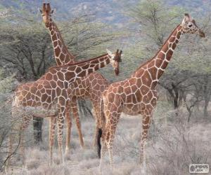 Puzle Krásné žirafy