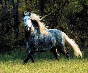 Puzle Krásný koně s dlouhou hřívou a dlouhým ocasem