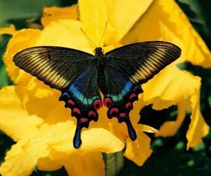 Puzle Krásný motýl na žlutý květ