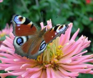 Puzle Krásný motýl s křídly dokořán