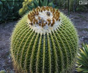 Puzle Kulatý kaktus