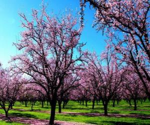 Puzle Kvetoucích mandloní stromy na jaře