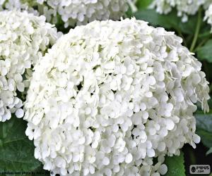 Puzle Květiny bílé hortenzie
