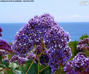 Puzle Květiny Limonium perezii