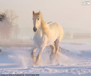 Puzle Kůň běží na sněhu