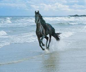 Puzle Kůň, černá tryskem na pláži