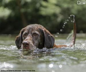 Puzle Labrador ve vodě