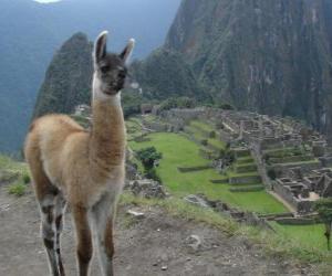 Puzle Lama, nejznámější zvíře starověké říše Inků