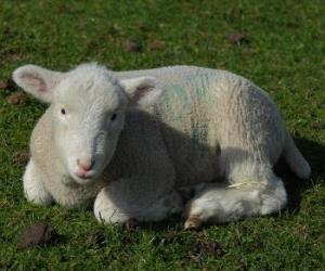 Puzle Lamb, mladá ovce pasoucí se
