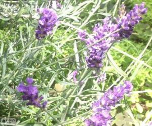 Puzle Lavender květiny