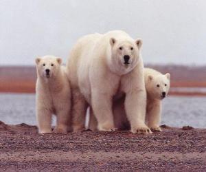 Puzle Lední medvěd rodina