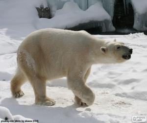Puzle Lední medvěd
