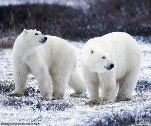 Puzle Lední medvědi