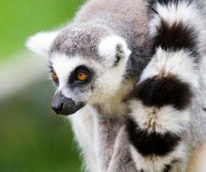 Puzle Lemur kata