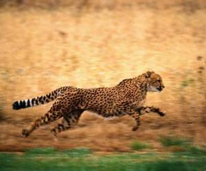 Puzle Leopard běží