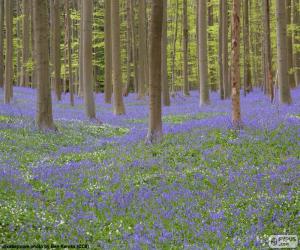 Puzle Lesní Hallerbos, Belgie