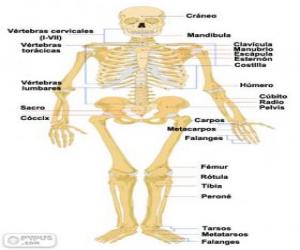 Puzle Lidská kostra. Kosti lidské tělo (španělština)