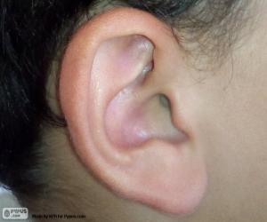 Puzle Lidské ucho