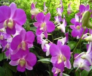 Puzle Lila orchideje