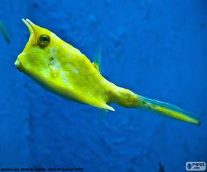 Puzle Longhorn cowfish