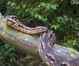 Puzle Madagaskar boa