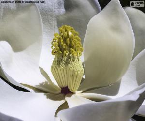 Puzle Magnolia Květina