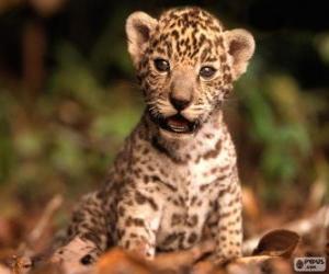 Puzle Malé jaguar