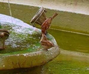 Puzle Malí ptáci stříkající ve fontáně