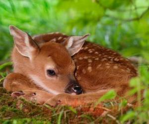 Puzle malý Bambi